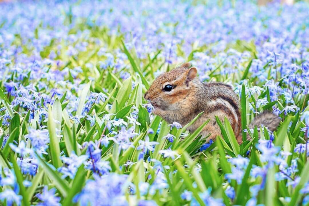 Fr&uuml;hlingslieder f&uuml;r das Klavier