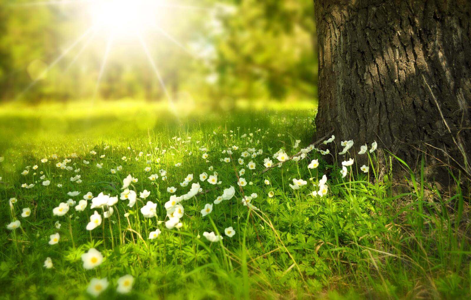 Immer wieder kommt ein neuer Fr&uuml;hling