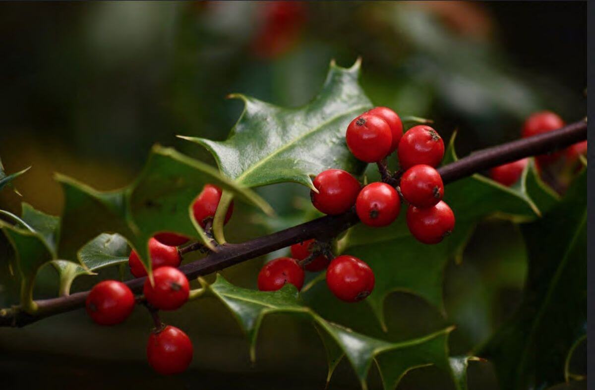 Forspil til den engelske Christmas Carol Deck the Halls