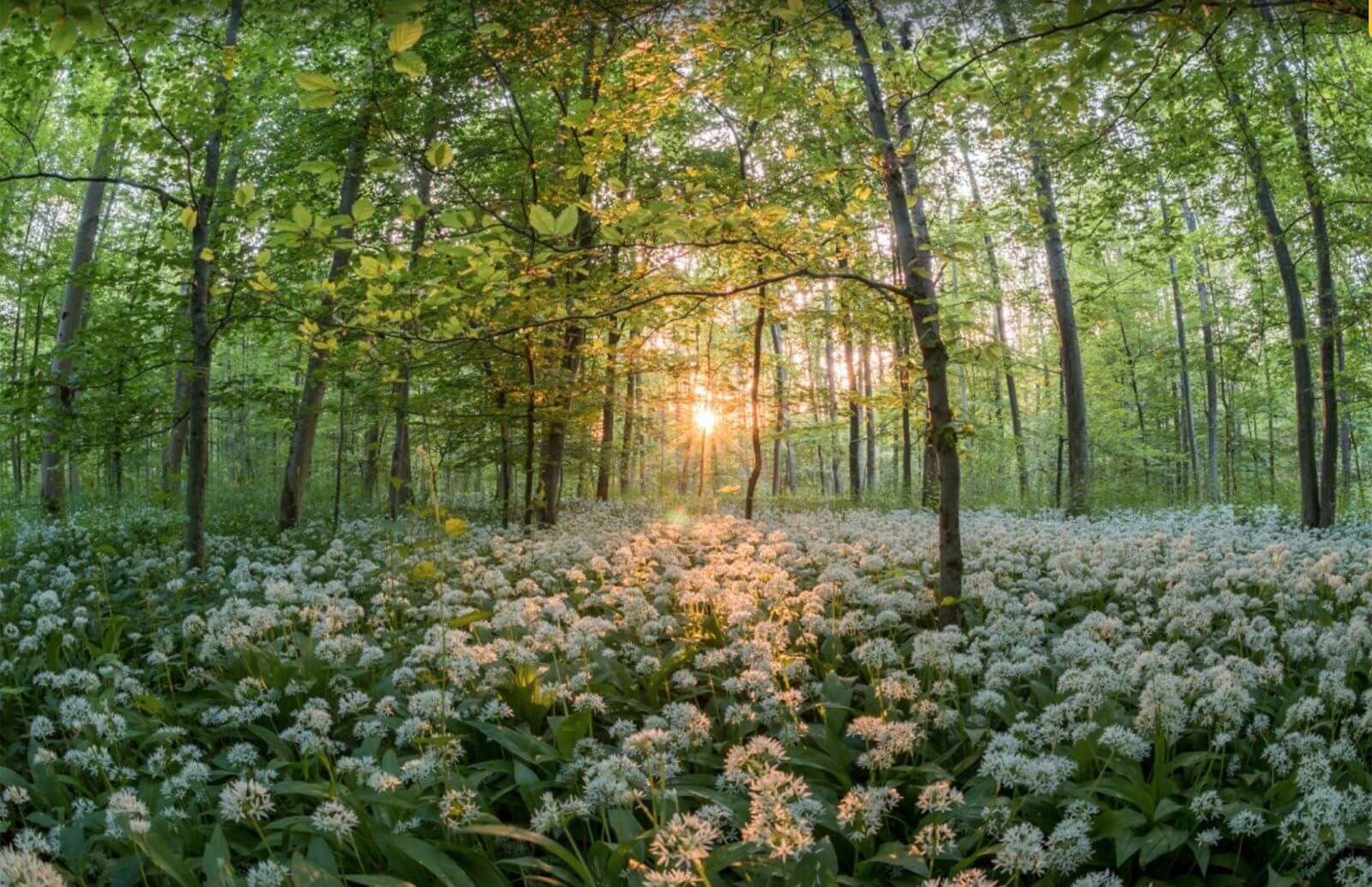 Nu er jord og himmel stille hører til niveau 3